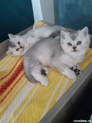 Pui British Long Hair Chinchilla de 2 luni - imagine 2