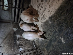 Vand animale domestice - imagine 3