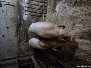 Vand animale domestice - imagine 4