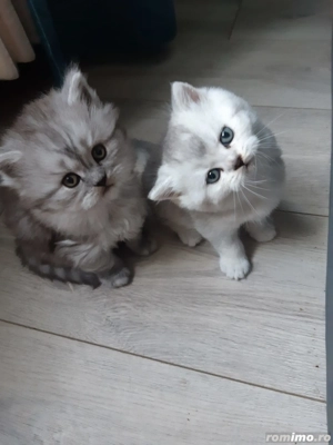 Pui British Long Hair Chinchilla de 2 luni - imagine 5