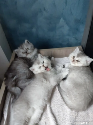 Pui British Long Hair Chinchilla de 2 luni