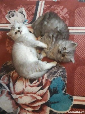 Pui British Long Hair Chinchilla de 2 luni - imagine 4