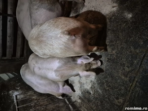 Vand animale domestice - imagine 2