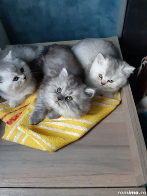 Pui British Long Hair Chinchilla de 2 luni - imagine 3