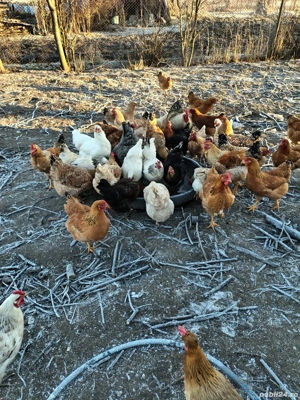 Găini tinere - imagine 3