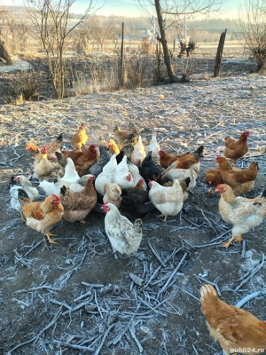 Găini tinere - imagine 4