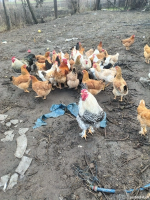 Găini tinere - imagine 2