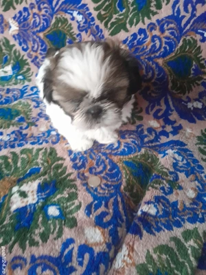 Catelusa,dragalasa,jucăușă și iubitoare! - imagine 3