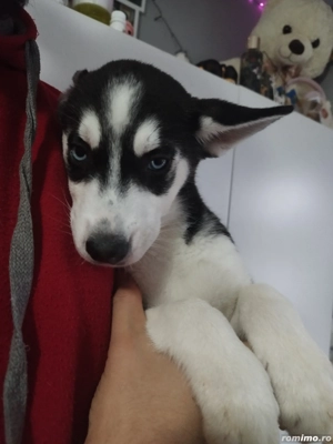 3 pui Husky Siberian - imagine 3