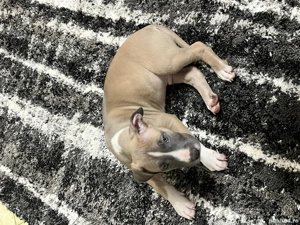 Vând cățel Amstaff din părinți blue 