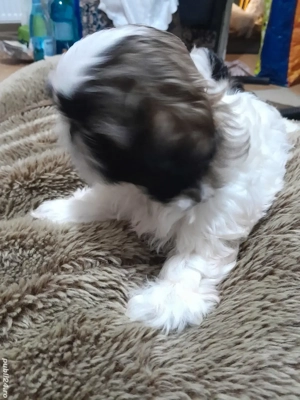 Catelusi dragalasi și iubitori!