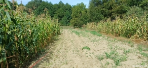 Teren agricol sat.Voroveni - imagine 3