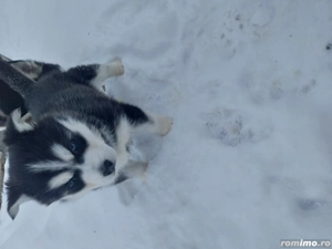 Pui Husky Siberian  - imagine 2