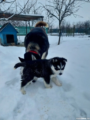 Pui Husky Siberian  - imagine 3