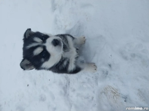 Pui Husky Siberian 