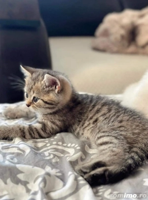 British Shorthair - imagine 3