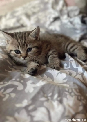 British Shorthair - imagine 2