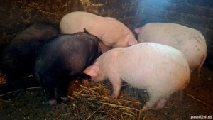 De vânzare  - imagine 4