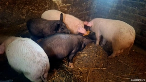 De vânzare  - imagine 3