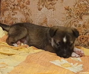 Catei tineri doua luni - imagine 4