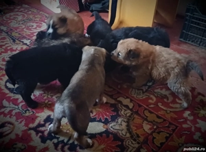 Catei tineri doua luni - imagine 5