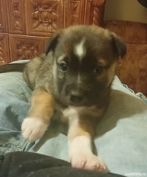 Catei tineri doua luni - imagine 2