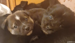 Catei tineri doua luni - imagine 3