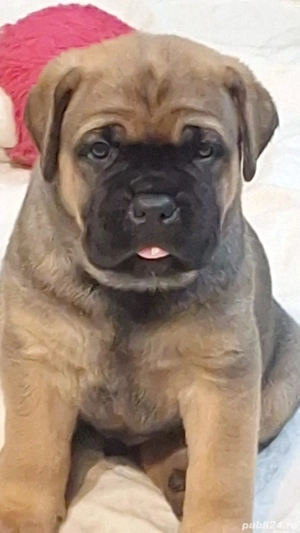 canisa mea vinde mascul cane corso fawn  - imagine 3