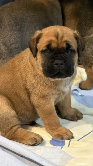 canisa mea vinde mascul cane corso fawn 