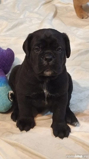 canisa mea vinde mascul cane corso fawn  - imagine 4