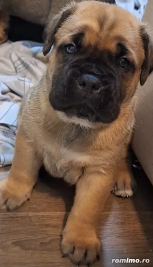 canisa mea vinde mascul cane corso fawn  - imagine 5