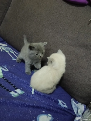 avem disponibili,4 puisori jucausi si mîncăciosi  