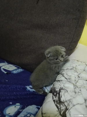 avem disponibili,4 puisori jucausi si mîncăciosi   - imagine 2