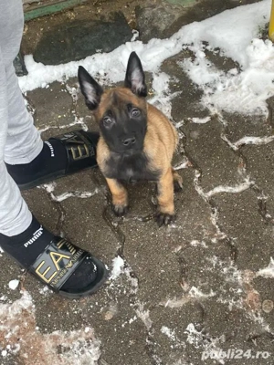 Vând cățeaua are 2 luni 