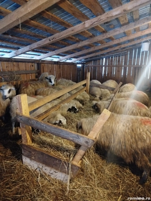 Oi de vânzare  - imagine 3