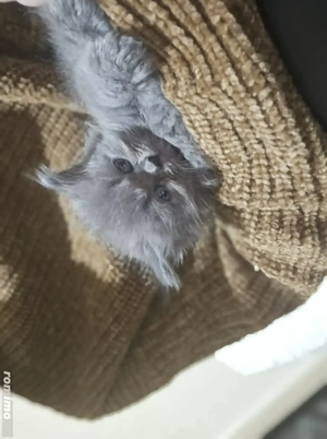 Pisică british longhair 