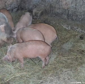 Vând purcei și soldani