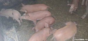 Vând purcei și soldani - imagine 2