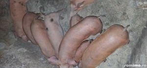 Vând purcei și soldani - imagine 3