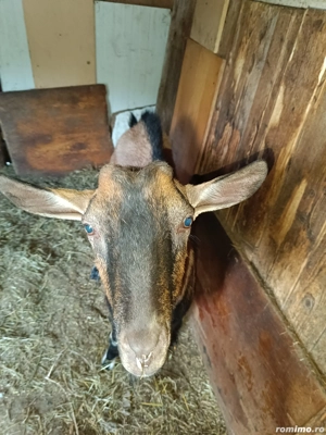 Țap Alpin Francez  - imagine 2