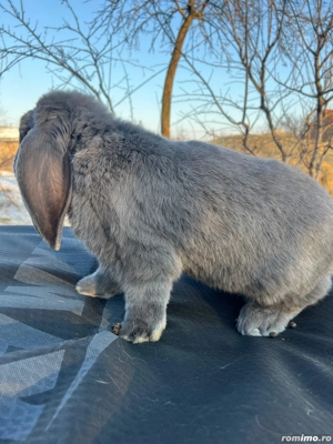 Berbec german 1-0 - imagine 6