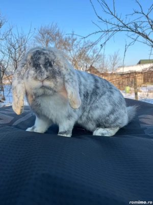 Berbec german 1-0 - imagine 4