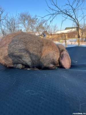 Berbec german 1-0 - imagine 5