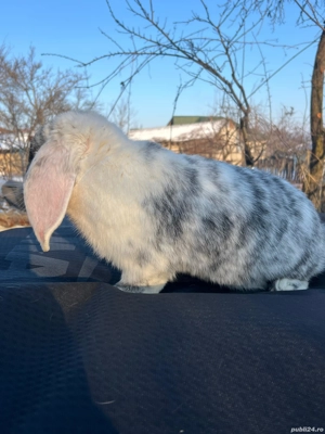 Berbec german 1-0 - imagine 2