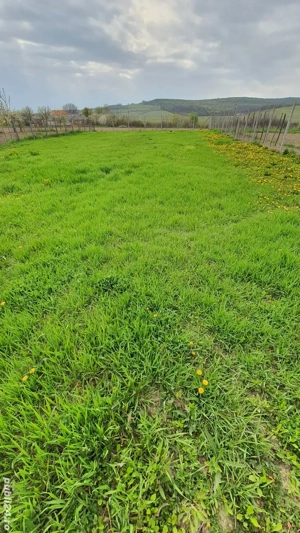 Teren intravilan de vanzare (loc de casă), Com. Ineu, Bihor