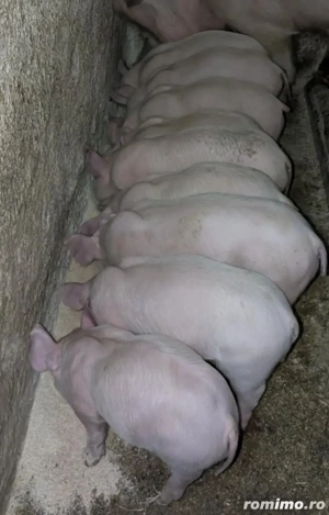 Purcei de 6 săptămâni