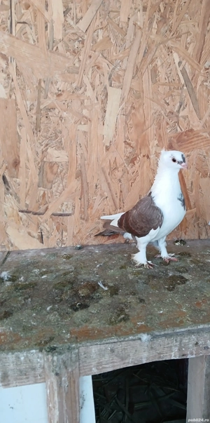 Porumbei de vânzare  - imagine 4