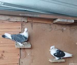 Porumbei de vânzare  - imagine 2