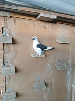 Porumbei de vânzare  - imagine 5