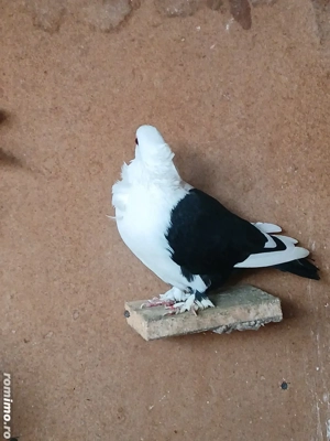 Porumbei de vânzare 